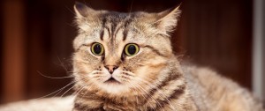 Create meme: Cat, the surprise of the cat, amazed cat pictures