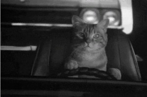 Create meme: cat, cat, the cat behind the wheel