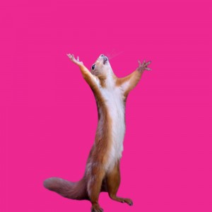 Create meme: animals cute, dancing squirrel, funny animals