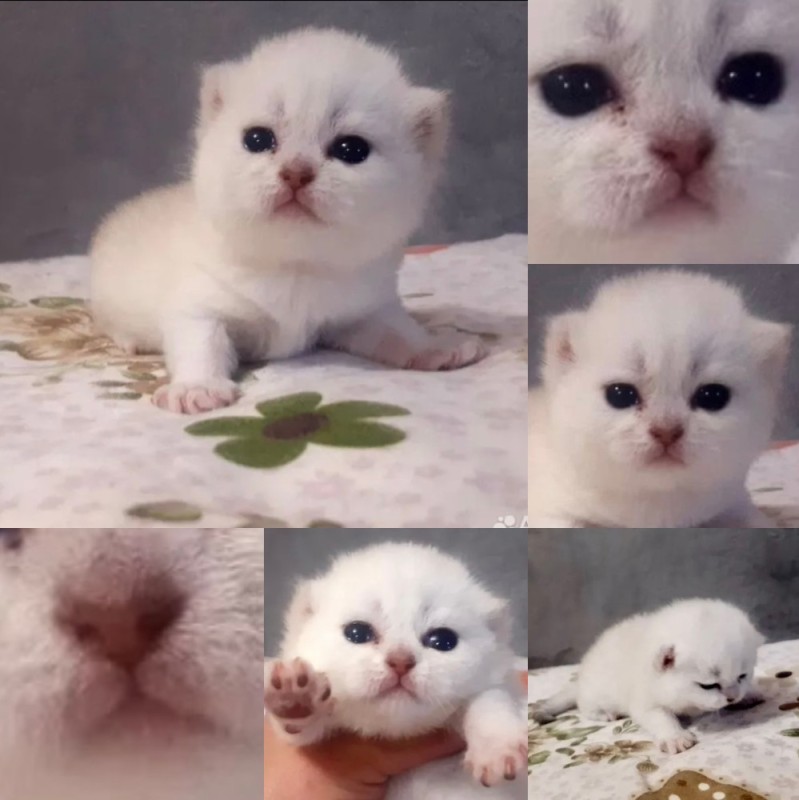 Create meme: lop-eared kitten, scottish fold cat, Scottish fold kittens 