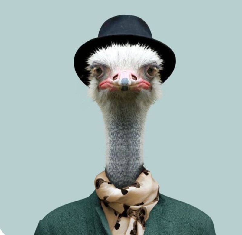 Create meme: ostrich head, funny ostrich, animals in costumes