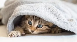 Create meme: kittens under the blanket, seals, cat