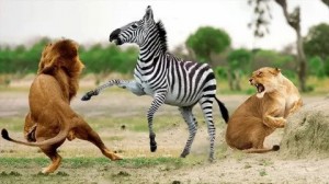 Создать мем: зебра лягает льва, джакарта, comparison
