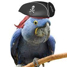 Создать мем: голубой попугай ара, попугай синий, пират попугай
