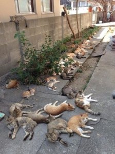Создать мем: котэ, cat, backyard