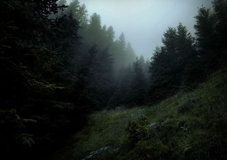 Create meme: the forest dark, misty forest, forest in the fog