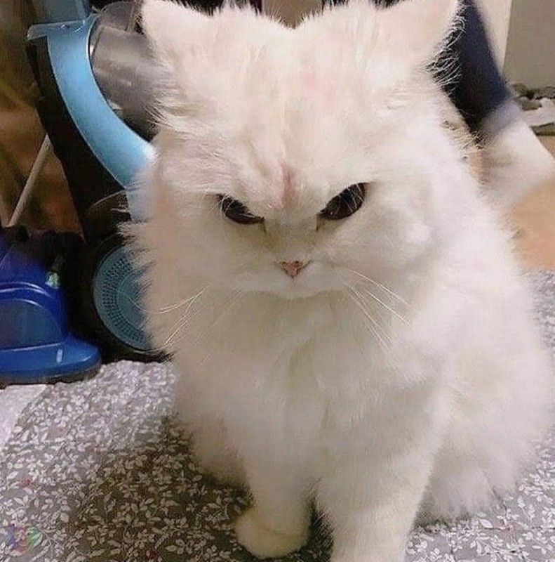 Create meme: Persian cat , cat meme, the cat is furious