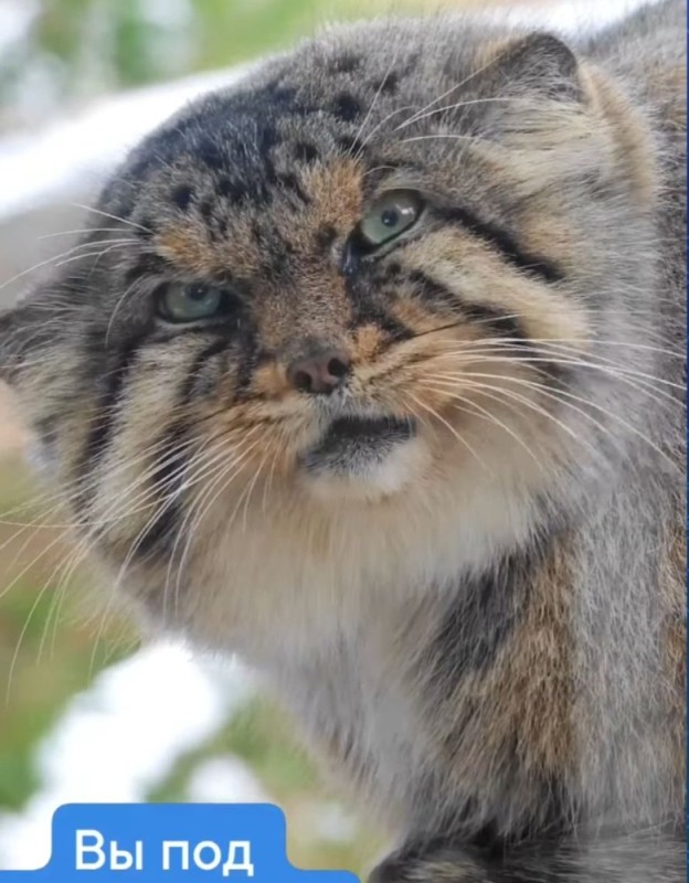 Создать мем: манул дикий кот, дикая кошка манул, дикий лесной кот манул