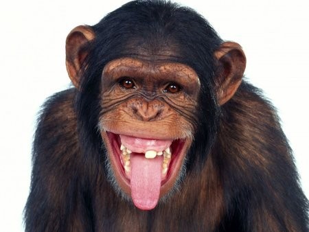 Create meme: The monkey is smiling, happy monkey, chimpanzees 