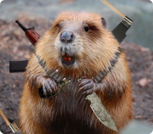 Create meme: evil beaver, beaver