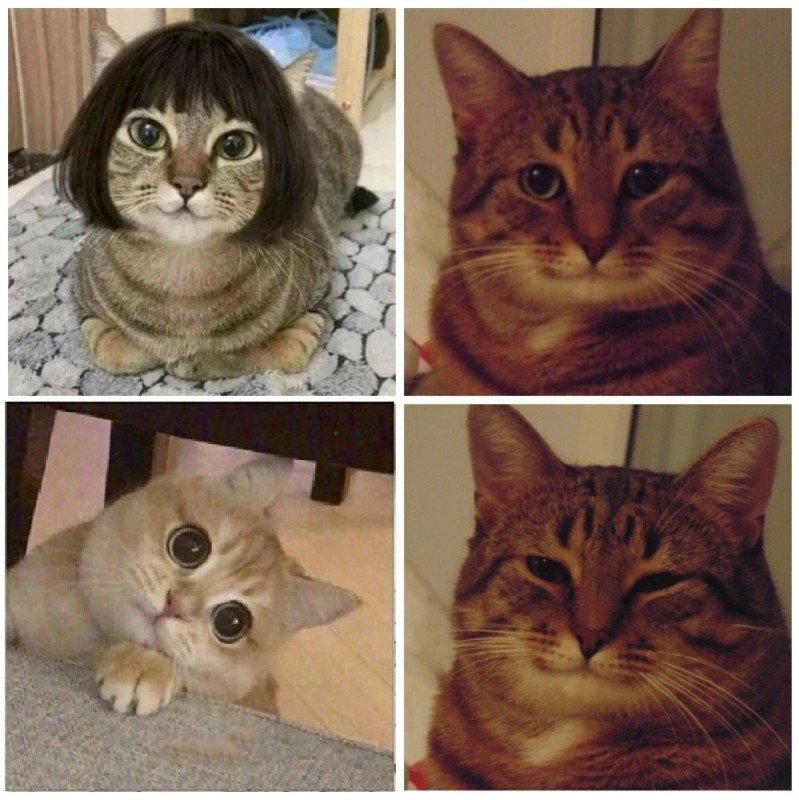 Create meme: The cat meme, the smiling cat meme, a meme about a cat