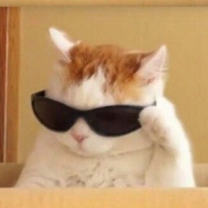 Create meme: cat, cat with black glasses, cat