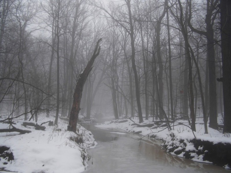 Create meme: late autumn, landscape , winter fog