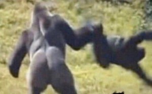 Create meme: goril, gorilla, gorilla vs human