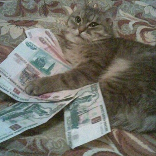 cat with money