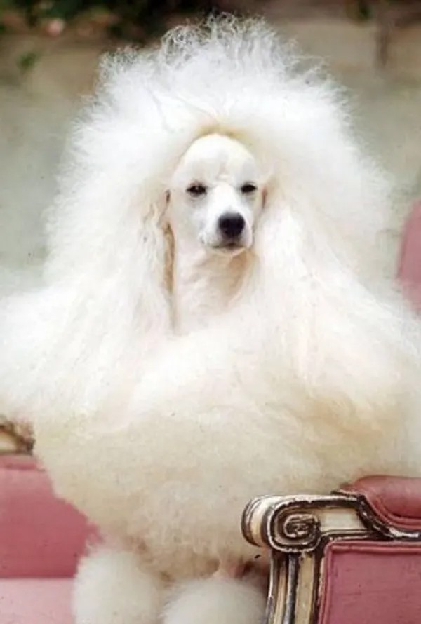 Create meme: white royal poodle, that poodle is white, white poodle