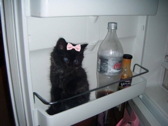 Create meme: the kitten is black and fluffy, the kitten is black, cat 