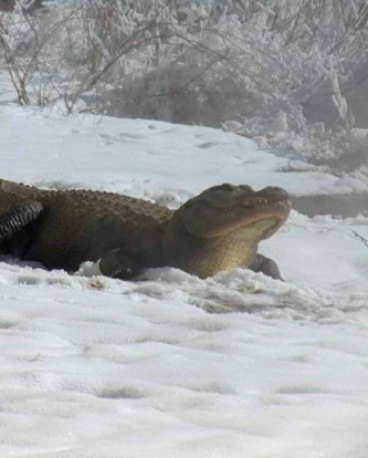 Create meme: mississippi alligator, frozen alligators, crocodile 