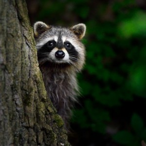 Create meme: animals raccoon, cute little Coon, enotik