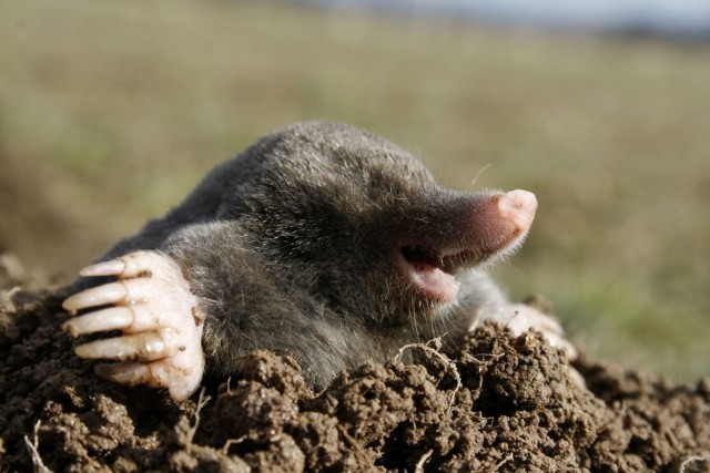 Create meme: the big mole, the little mole, mole animal 