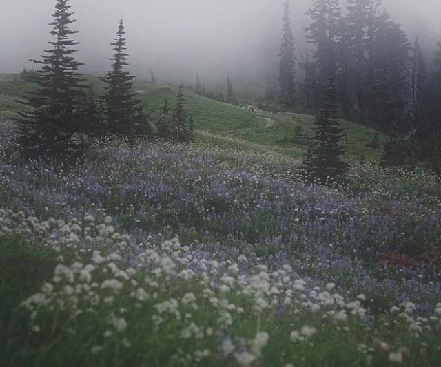 Create meme: misty meadow, field nature, gentle landscape