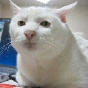 Создать мем: приемлемо кот, кот, серьезный белый кот