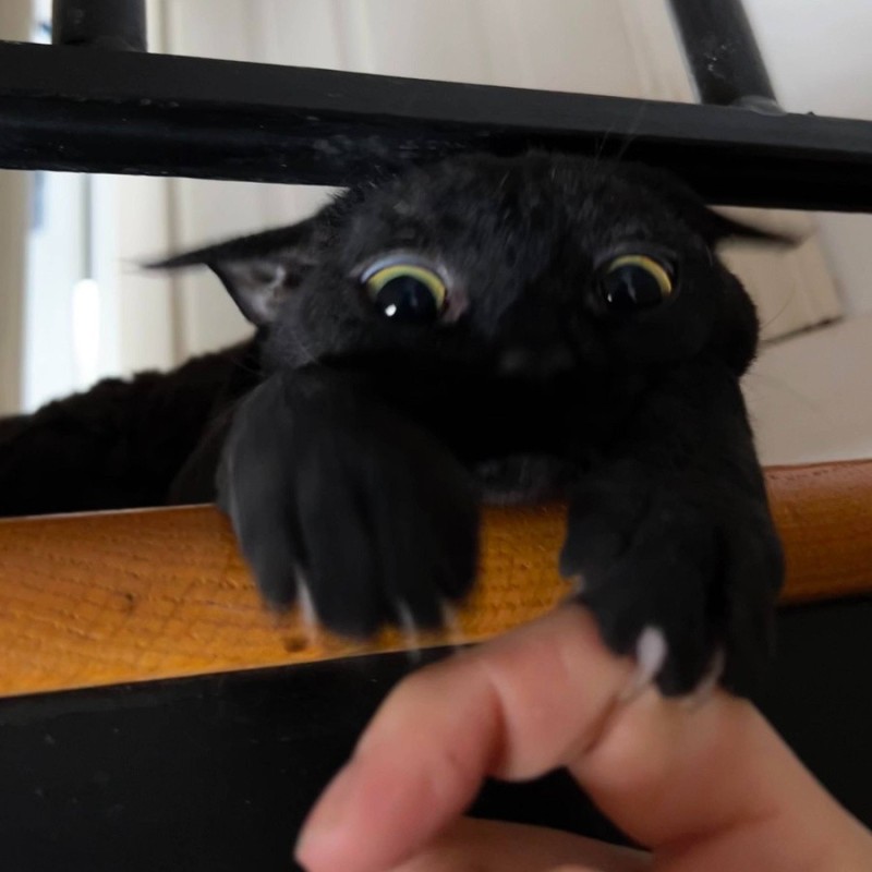 Create meme: Black cat toothless, dragon toothless, How to train a dragon toothless and a cat