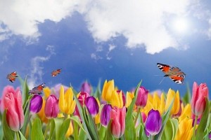 Создать мем: анимация цветы и бабочки и радуга, фотообои тюльпаны№14624, фон тюльпаны с бабочками jpg