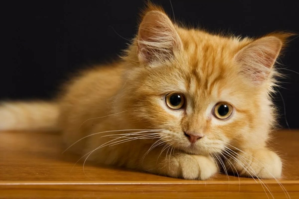 Фото рыжих котов беспородных