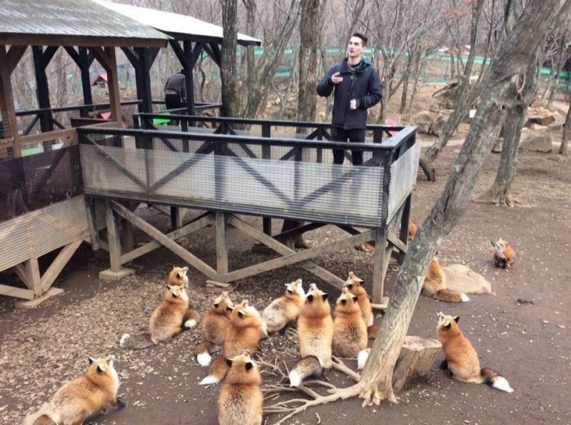 Create meme: Fox, Fox , The Fox Zoo in Japan