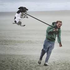 Create meme: strong wind, dog on a leash, A light breeze