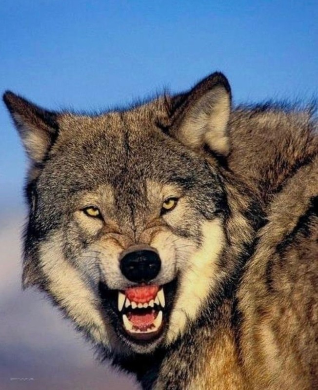Создать мем: серый волк, злой волк, волк оскал