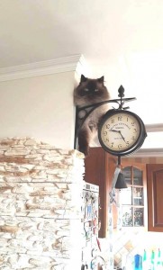 Создать мем: декоративные часы, Кошка, кот
