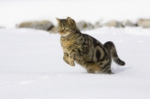 Создать мем: кошка зимой, кошка, полосатый кот зимой