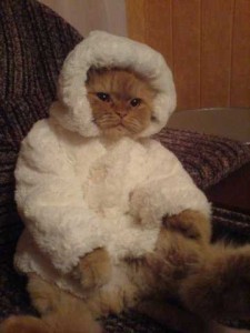 Create meme: cats, the cat in the coat, Soft toy