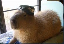 Create meme: capybara meme, rodent capybara, a pet capybara