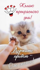Создать мем: котик, доброе утро открытки, добрые пожелания