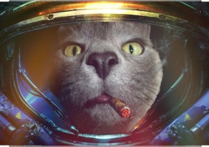 Create meme: pictures of kittens in space, seals, Cat