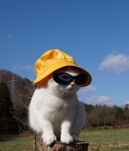Создать мем: весёлые животные, котик в шляпке, кот в панамке и очках