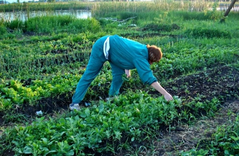 Create meme: weeding the garden, weeding, women in the garden