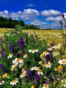 Create meme: flowers in the meadow, meadow flowers, Daisy in the field