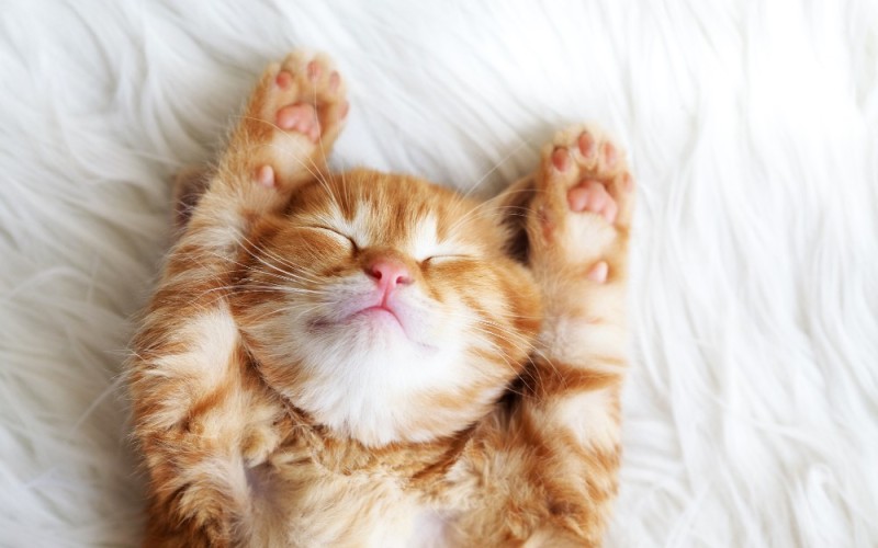 Create meme: cute cats , cute cat , the ginger kitten is sleeping