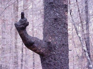 Создать мем: страшное дерево, джузеппе пеноне рука, смешные деревья