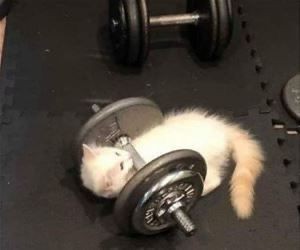 Create meme: A kitten with dumbbells, the jock cat, The cat with dumbbells