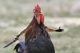 Create meme: meme cock, photo of a rooster meme, evil cock pictures