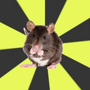 Создать мем: мышь, крыса, rat