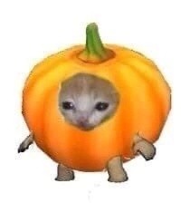 Create meme: pumpkin cat, animals cute, hunter x hunter 3