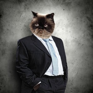 Create meme: cats, cat in a business suit, cats in business suits