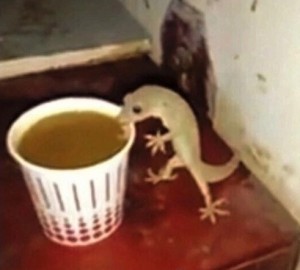 Создать мем: ящерица, пью чай ящерка, пью чай мем ящерица