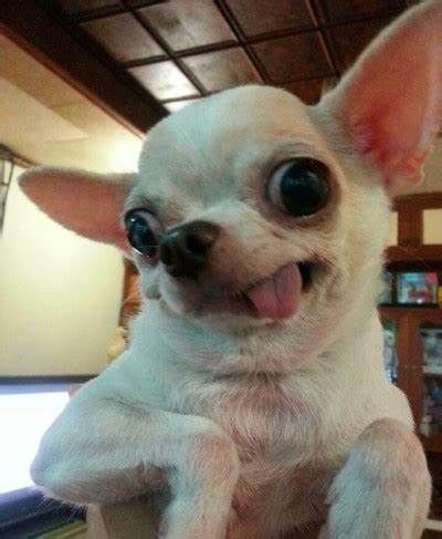 Create meme: stoned Chihuahua, funny Chihuahua, chihuahua